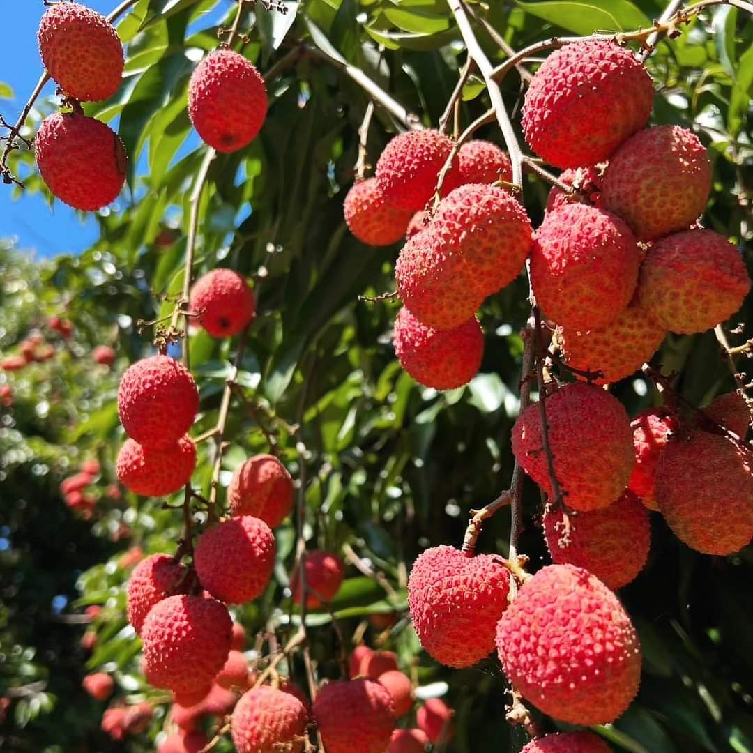 Forget about mistletoe & snow. Here in Mzansi, we know it's Christmas time cos of these delicious beauties & our glorious ☀️ We will be Dezembaring well into 2024. ❤️ 🇿🇦 🥳
#thosewhoknowknow #kefestive #KeSummerBoss #rejajoy