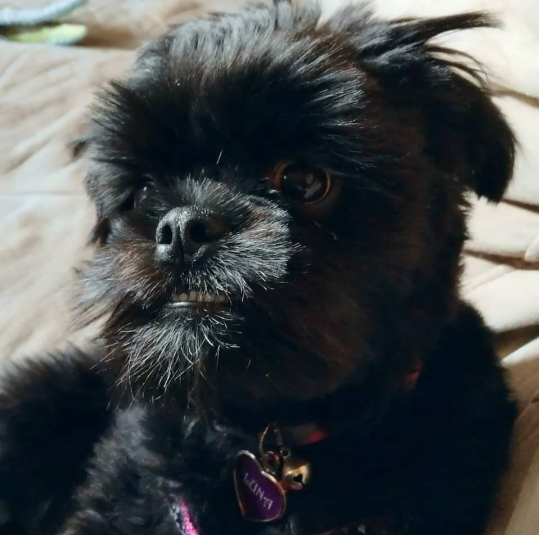 FelixthePugzu's tweet photo. Lionel: Hey Wuna Woo!!
Luna Loo (*rolls her eyes): Yes Lionel?
Lionel: So.. what kinda dog LOVES to take baths?! 
Luna Loo: what kind, Lionel? Cause we KNOW it's not our kind.... (just ask Nana!)
Lionel: A Shampoodle!! BOL!! 
Luna Loo: *side eyes Lionel* oh geez... #facepaw https://t.co/Gm7IGrY3Im
