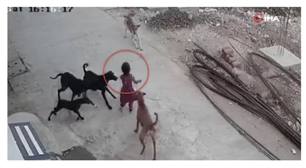 yunkeles's tweet photo. Sokak köpekleri, yerleşim yerlerinde güvenliği ciddi olarak tehdit etmektedir. Buna dönük görüntüleri ve haberleri sık sık görmeye başladık.
Yerel yönetimler başta olmak üzere acilen çözüm bulunması  gerekiyor. https://t.co/n79TYcWsx6