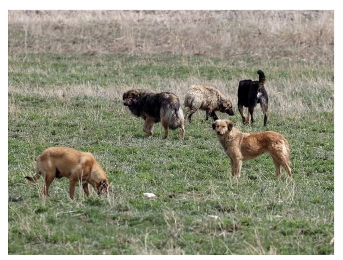 yunkeles's tweet photo. Sokak köpekleri, yerleşim yerlerinde güvenliği ciddi olarak tehdit etmektedir. Buna dönük görüntüleri ve haberleri sık sık görmeye başladık.
Yerel yönetimler başta olmak üzere acilen çözüm bulunması  gerekiyor. https://t.co/n79TYcWsx6