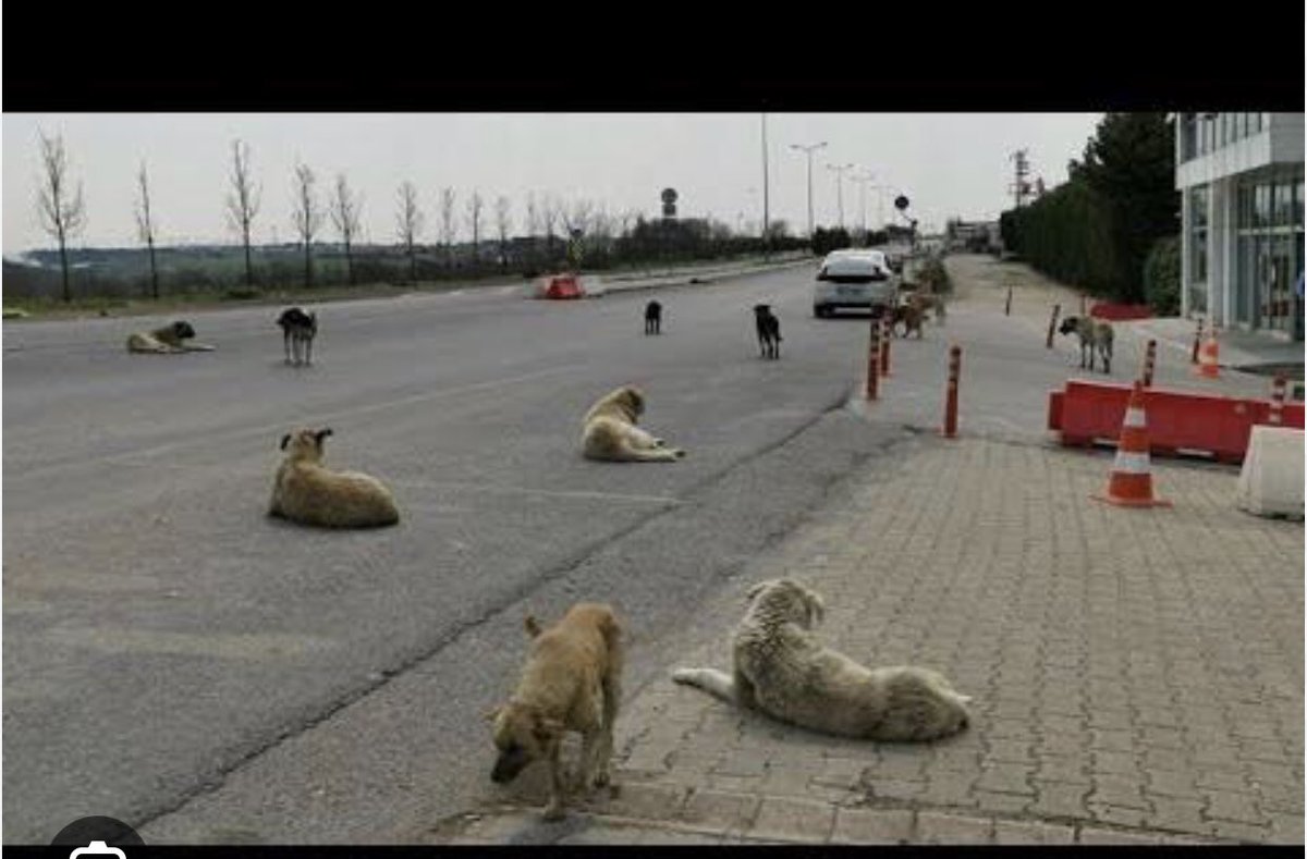 yunkeles's tweet photo. Sokak köpekleri, yerleşim yerlerinde güvenliği ciddi olarak tehdit etmektedir. Buna dönük görüntüleri ve haberleri sık sık görmeye başladık.
Yerel yönetimler başta olmak üzere acilen çözüm bulunması  gerekiyor. https://t.co/n79TYcWsx6