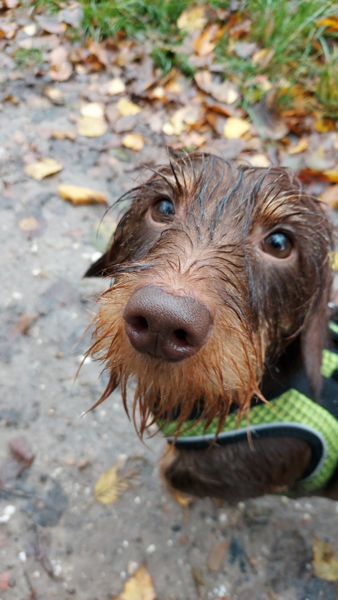 Harm Haan tweet media