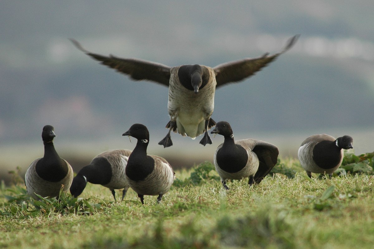 Lights, camera, GEESE! Did you catch @WWTCastleEspie's light-bellied brent geese starring on @BBCTheOneShow? Catch up here 👉 ow.ly/zWn450QgS6l