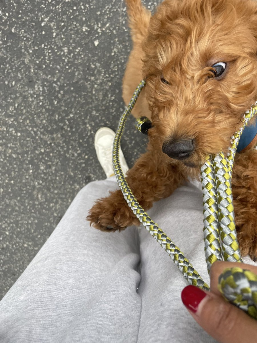 _aquariusbby_'s tweet photo. Fur baby 🐶💕 https://t.co/v6zstAYDpj