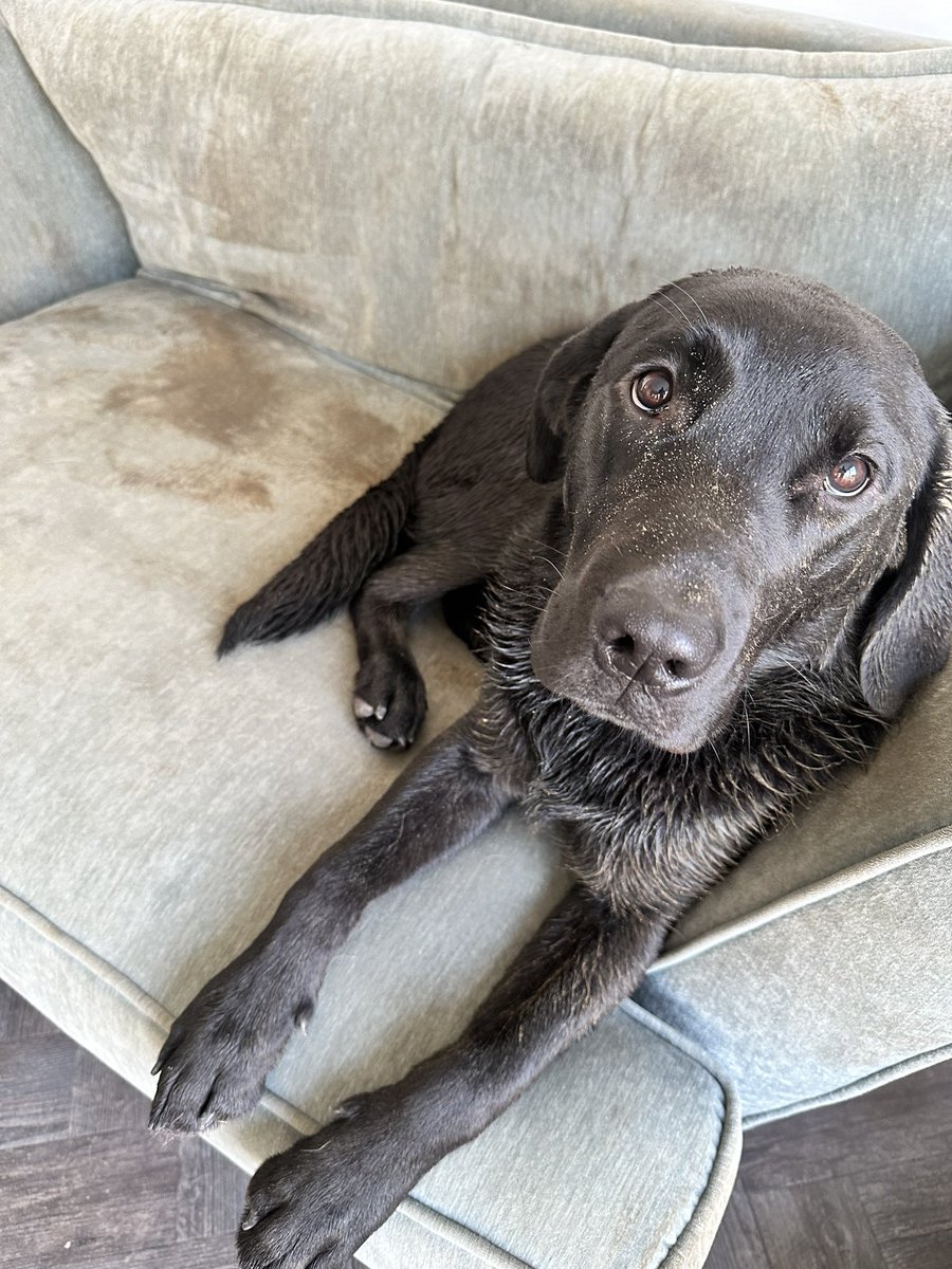 Nope. Not been in mud (this is the dog sofa thank god)