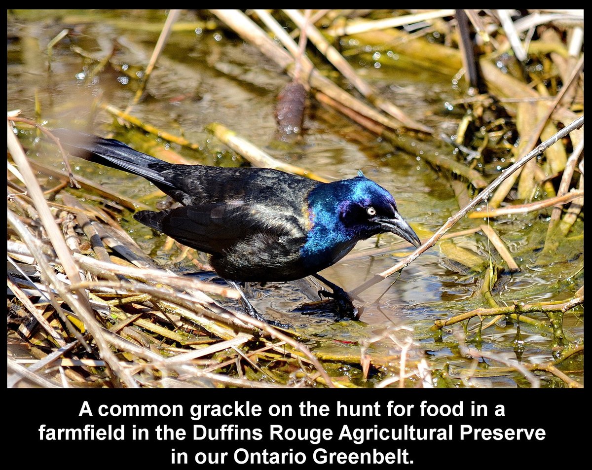 Day 379c of our pictures & Doug Ford's urban sprawl must be stopped. Let's finish this with saving all of our #Greenbelt & stop #Hwy413 & the Bradford Bypass & save farmland. #DougFordisaLiar & the #RCMP investigation continues.@Gasp4Change @GreenbeltAllies #GreenbeltScandal