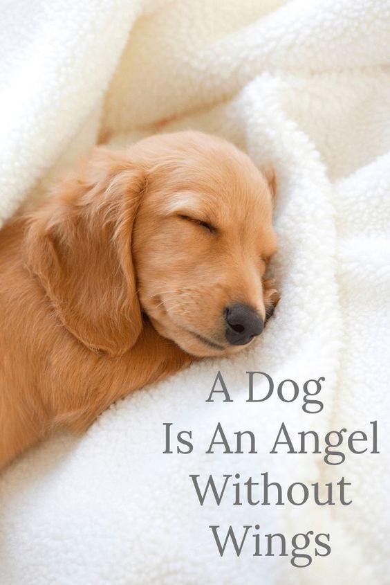 ShadowDogDesign's tweet photo. A #Dog is an #angel without wings.
#Dogs #AngelWithoutWings #DogsAreAngels #BestFriend #GoodDog #DogsAreLove https://t.co/VQnIy8qwco