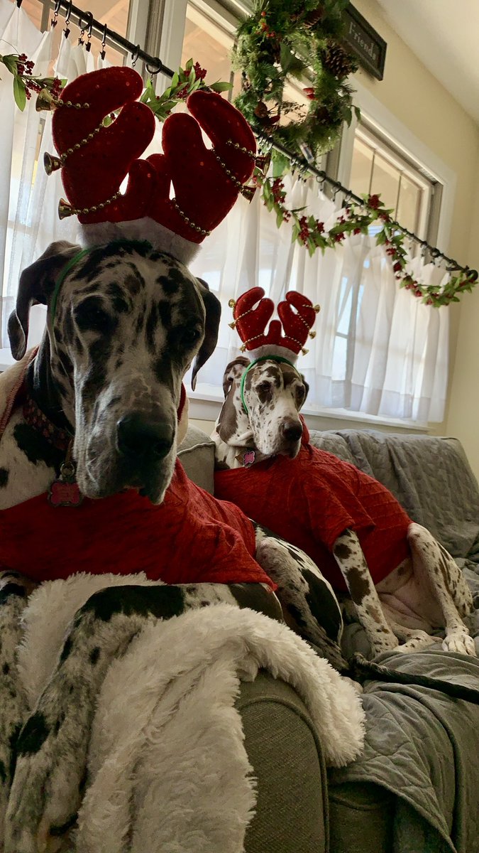 pmohs's tweet photo. @gotdaneluv @Chewy @ProPlan when your human has tooooo much time on her hands! #MaryJaneTheDane #PrincessFiona #DANEtastic https://t.co/4JPceEKiC0
