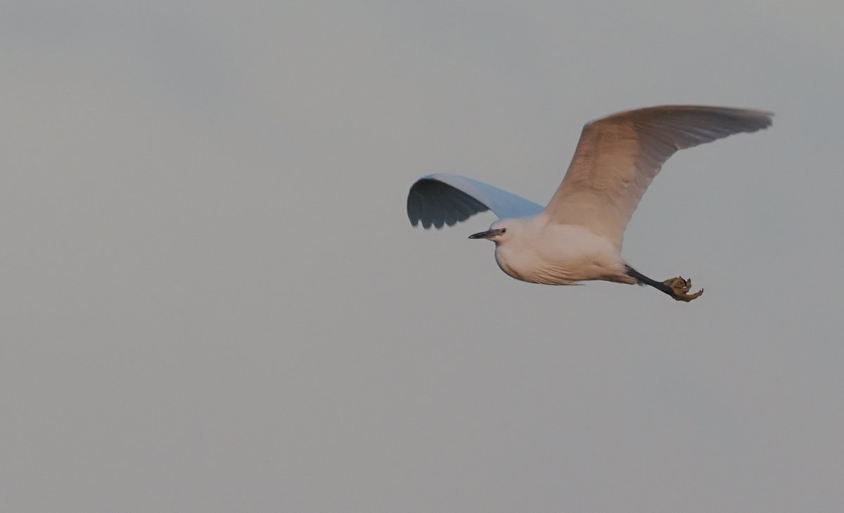 andyswalecliffe's tweet image. The December free @ForumCt5 eco groups Guided Wildlife walk at Swalecliffe is this Sunday 10th. Meeting at Skate Park 08.00 all welcome. Bring Wellies Warm clothes &amp;amp; Binoculars. Please note Reindeer are busy this time of year so not often seen @tweettankerton @WhitstableLive