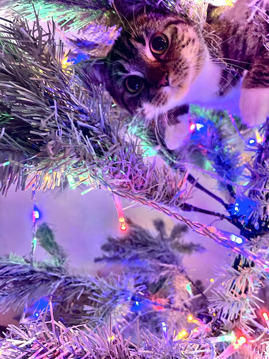 sam 🐱 tweet media