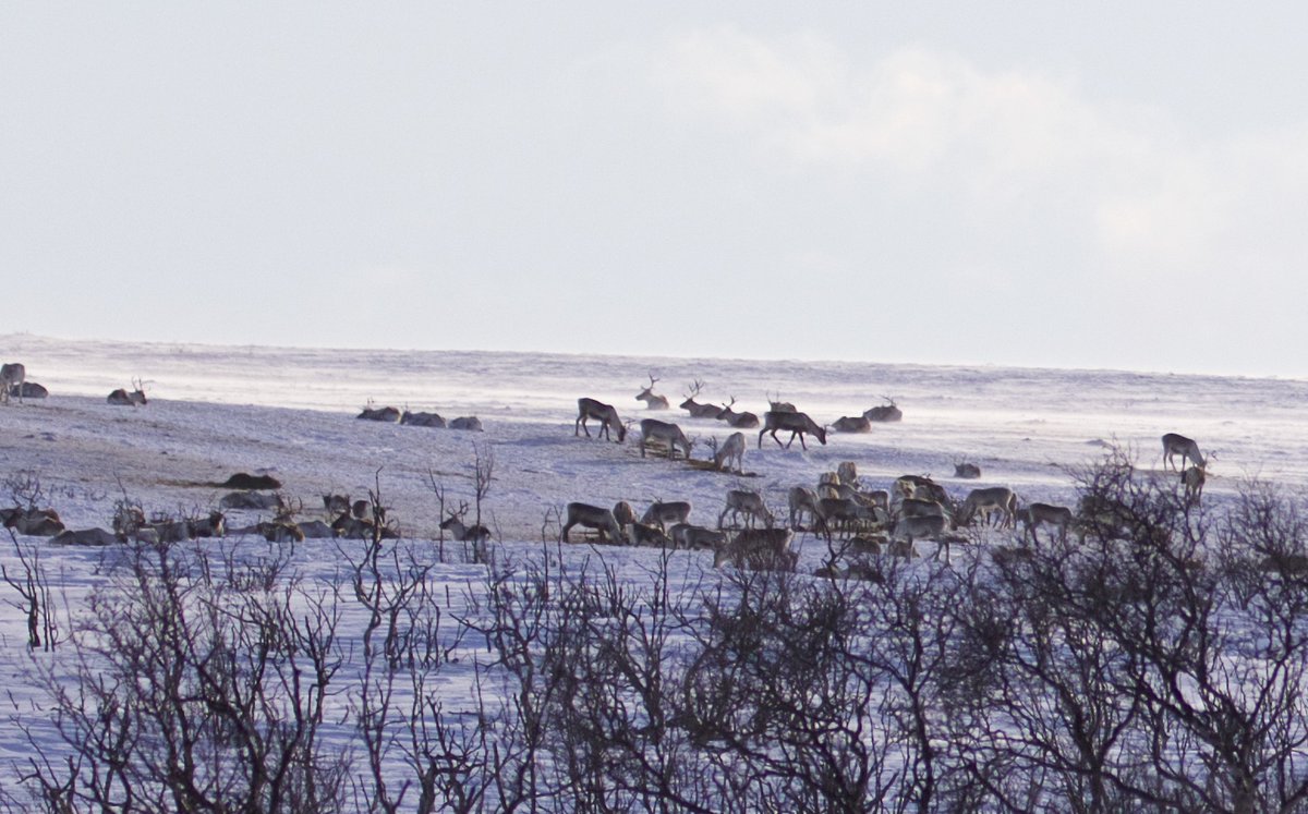 andy taylor (@andyswalecliffe) on Twitter photo The December free <a href="/ForumCt5/">CT5 People’s Forum</a> eco groups Guided Wildlife walk at Swalecliffe is this Sunday 10th. Meeting at Skate Park 08.00 all welcome. Bring Wellies Warm clothes & Binoculars. Please note Reindeer are busy this time of year so not often seen <a href="/tweettankerton/">tweettankerton</a> <a href="/WhitstableLive/">Whitstable Live</a> The December free <a href="/ForumCt5/">CT5 People’s Forum</a> eco groups Guided Wildlife walk at Swalecliffe is this Sunday 10th. Meeting at Skate Park 08.00 all welcome. Bring Wellies Warm clothes & Binoculars. Please note Reindeer are busy this time of year so not often seen <a href="/tweettankerton/">tweettankerton</a> <a href="/WhitstableLive/">Whitstable Live</a>