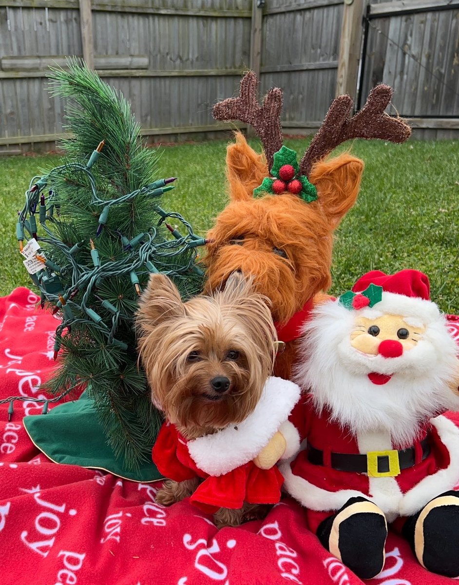 17 more days! Who's excited for Santa to visit? #Christmas #Christmas2023 #FestiveFriday #cute #love #Santa #DogsOfTwitter #DogsOnTwitter #dogsarefamily