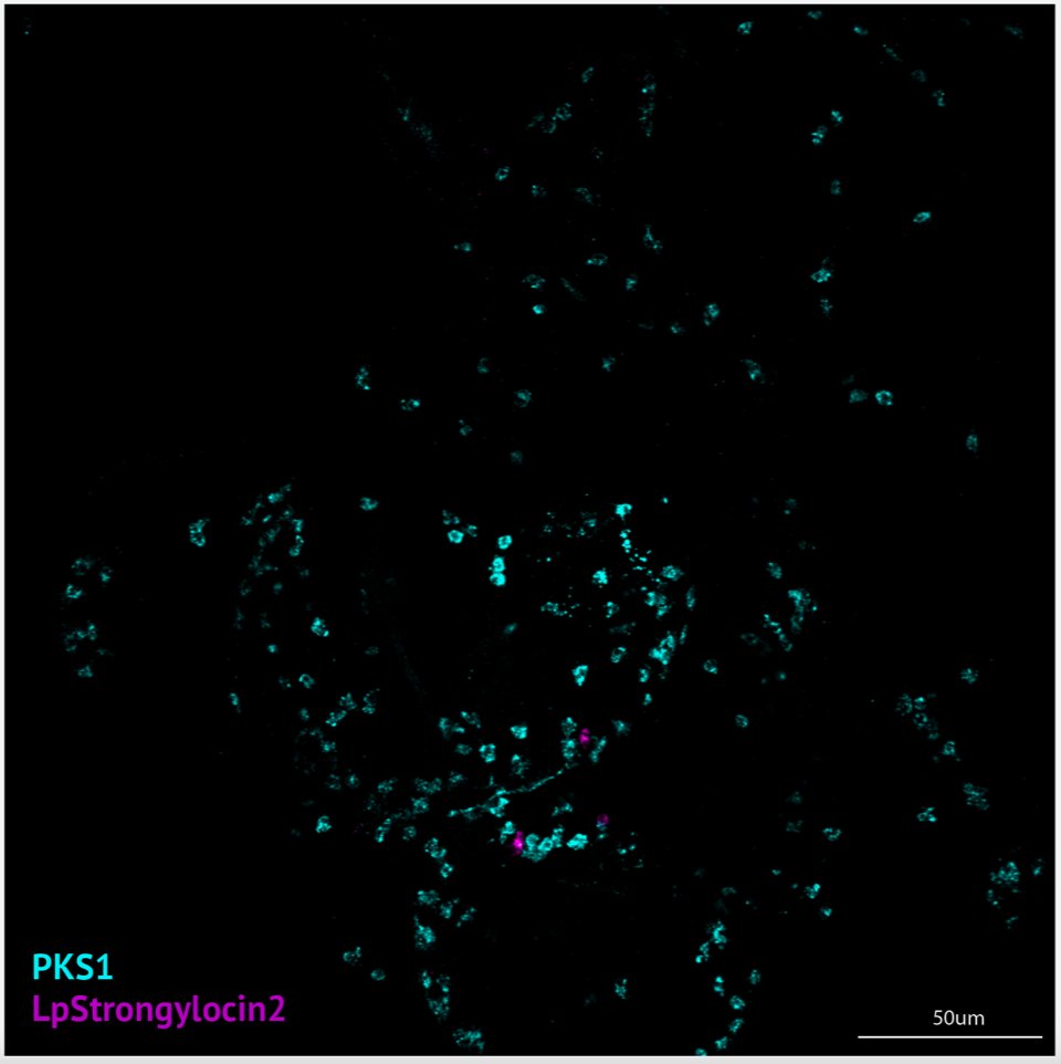 This week’s #FluorescenceFriday user is on Alexis Cody Hargadon who just recently defended her thesis —congratulations!

@achargadon utilized #HCRimaging to understand how antimicrobial peptides are involved in the metamorphosis of the sea urchin. #withHCR, Cody was also able to