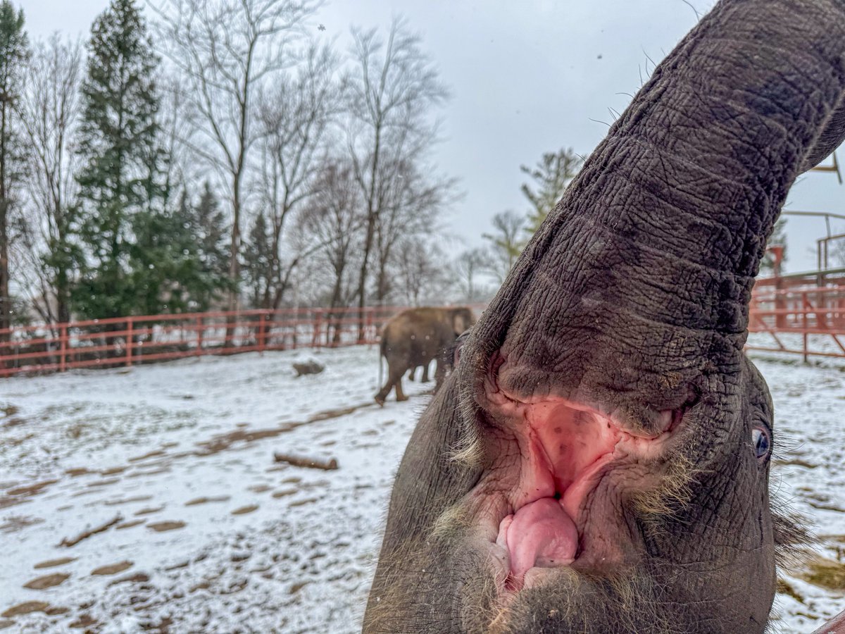 Yaad took an elfie (elephant selfie).📷 Happy Friday! #Syracusezoo