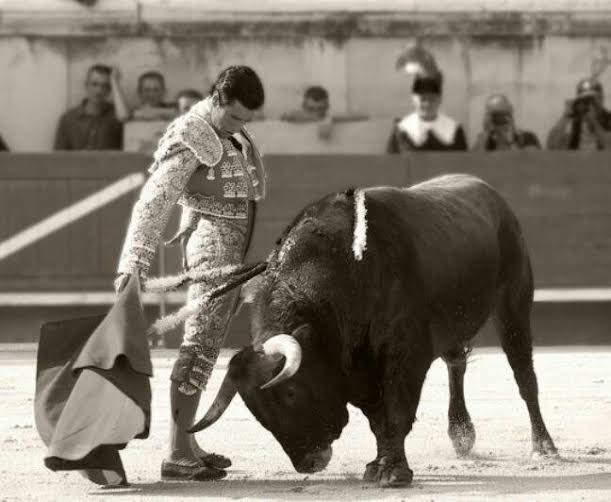 Es muy dificil que esta sociedad entienda lo que significan los toros, que es algo demasiado complejo como para explicarlo con frases cortas y lemas pegadizos como hace la publicidad a la que estamos acostumbrados".

- José Miguel Arroyo