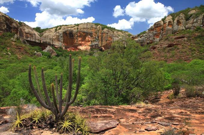 DeputadoBacelar's tweet image. #BiomaBrasileiro #Caatinga