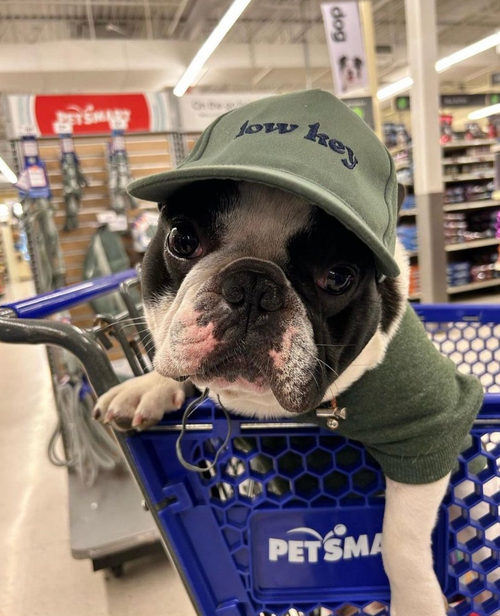 Lowkey vibes only when you look this cool when you're perusing the aisles. 😌  #lifeatpetsmart #anythingforpets