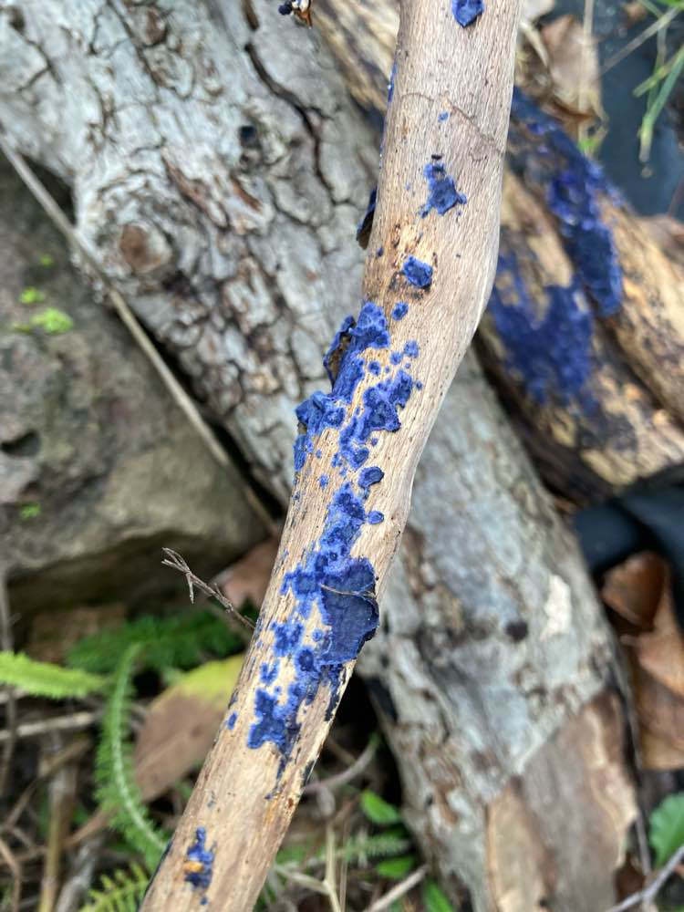 SEWBReC's tweet photo. #RecordOfTheWeek today is this beautiful Cobalt Crust (Terana coerulea), spotted in Newport by Sue Colwill. Many thanks for the record and photo, submitted via the LERC Wales App https://t.co/EhVZCbdk6x https://t.co/doAIk6nmcC