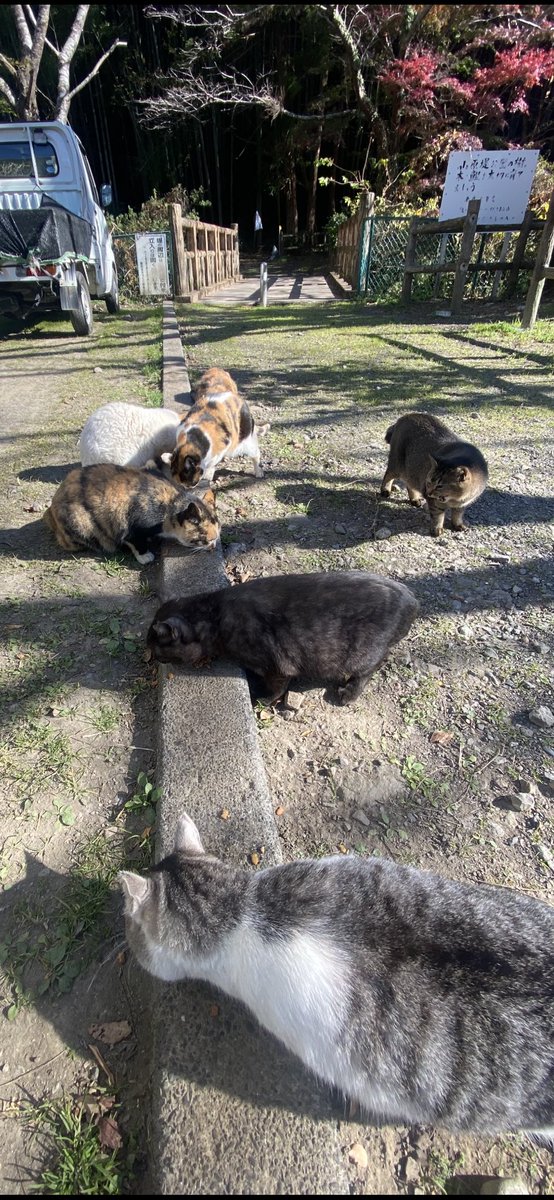 午後からは野生の猫様達にも会いに行って来ました♡
可愛いです。
やっぱりチュール大好きですねwww