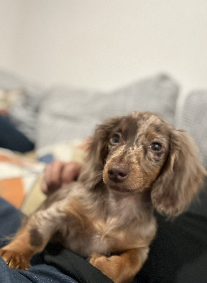 J_Gon15's tweet photo. MEET THE NEWST MEMBER OF THE #STCWolfPack MAPLE 😍😍 got her yesterday and she’s perfect ❤️ my kids are so excited 🐺🐺 #SaitaChainCoin #STC #SaitaRealty https://t.co/DVJ5pEsMey