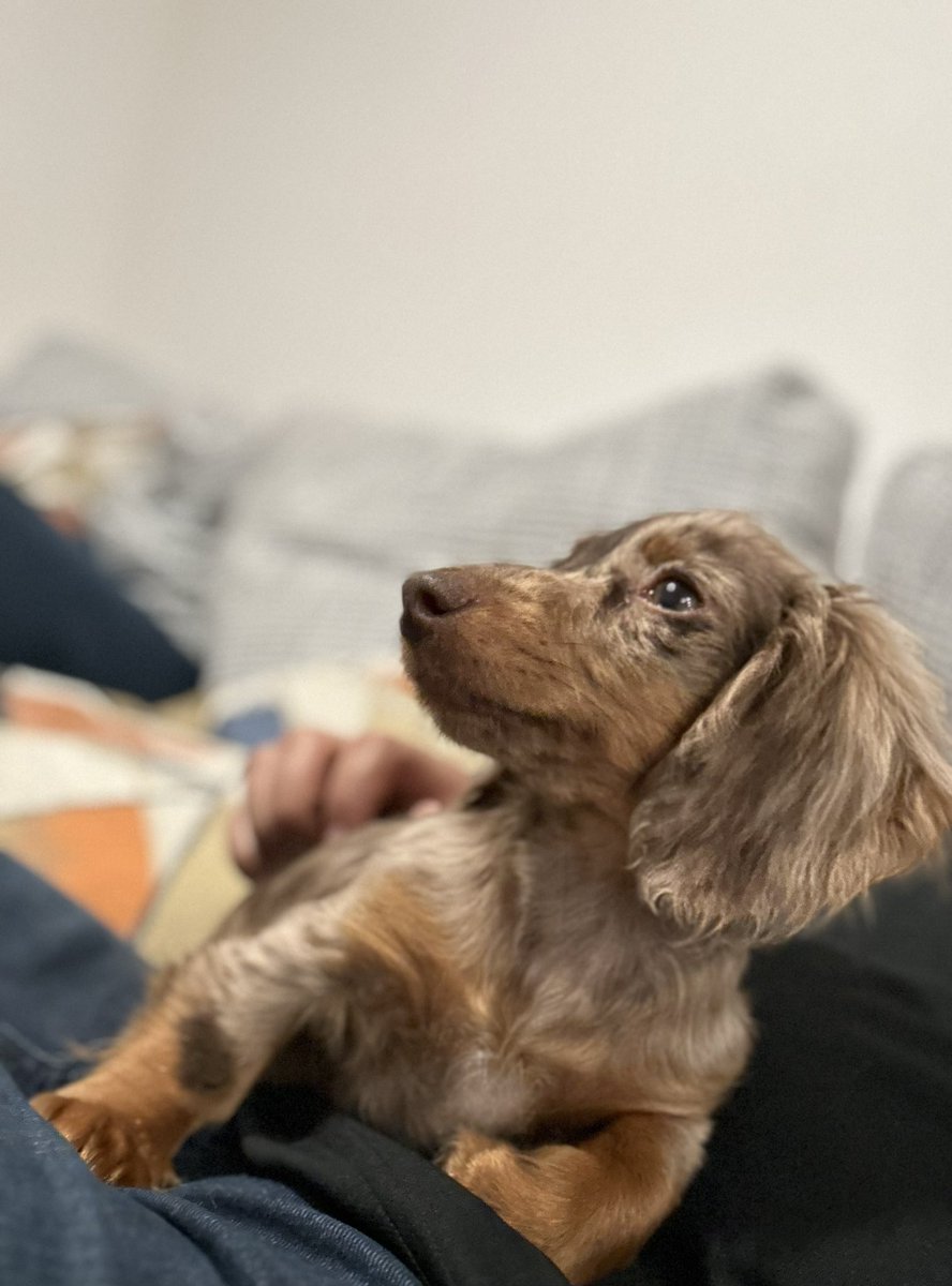 J_Gon15's tweet photo. MEET THE NEWST MEMBER OF THE #STCWolfPack MAPLE 😍😍 got her yesterday and she’s perfect ❤️ my kids are so excited 🐺🐺 #SaitaChainCoin #STC #SaitaRealty https://t.co/DVJ5pEsMey