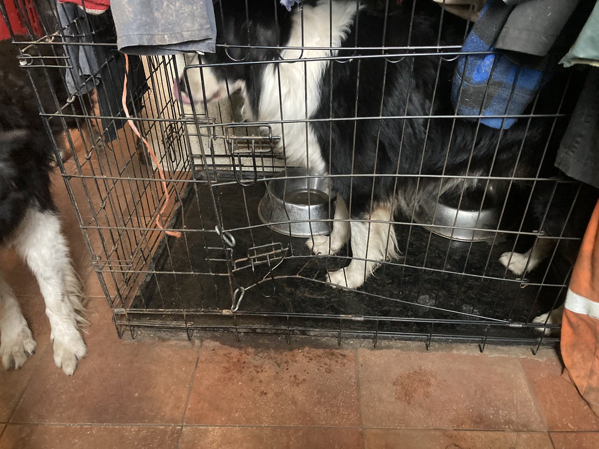 Adam Lynch tweet media