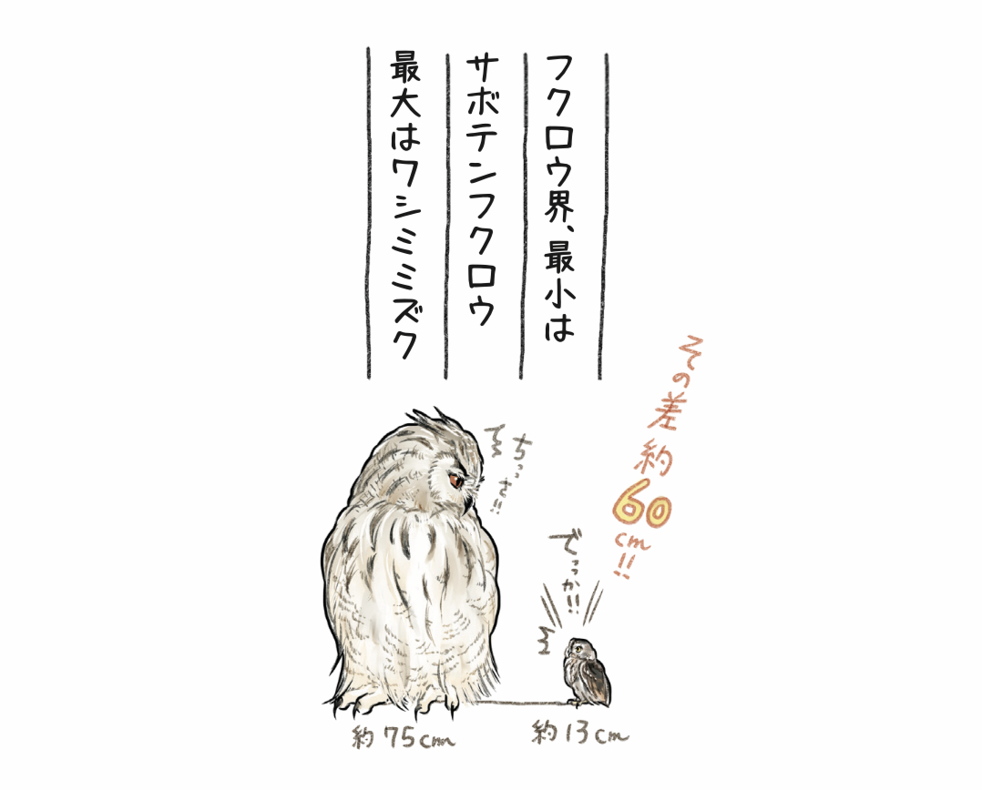 ただいまAmazon Kindle、電子版の「ときめくフクロウ絵図鑑」12月14日まで50%ポイント還元キャンペーン対象だそうです
気になってたけど買うほどでもないなぁと思っていたあなた!実質半額的な感じのこの機会にちょっくらときめいてみませんか?小ネタもあるよ🦉
https://t.co/1aYM8pn5JN