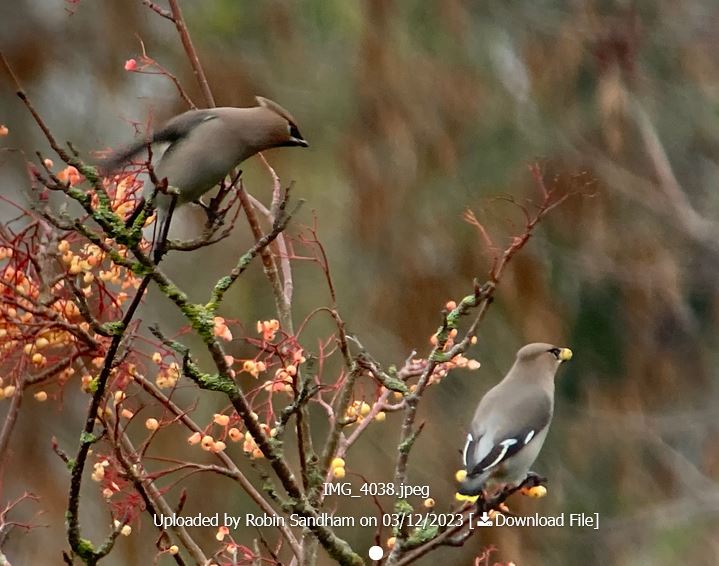 Cofnod #RecordOfTheWeek is Waxwing (Bombycilla garrulus) at Llysfaen. @birdsandbike and others spotted up to 43 of these berry-eating Winter visitors from Scandinavia.