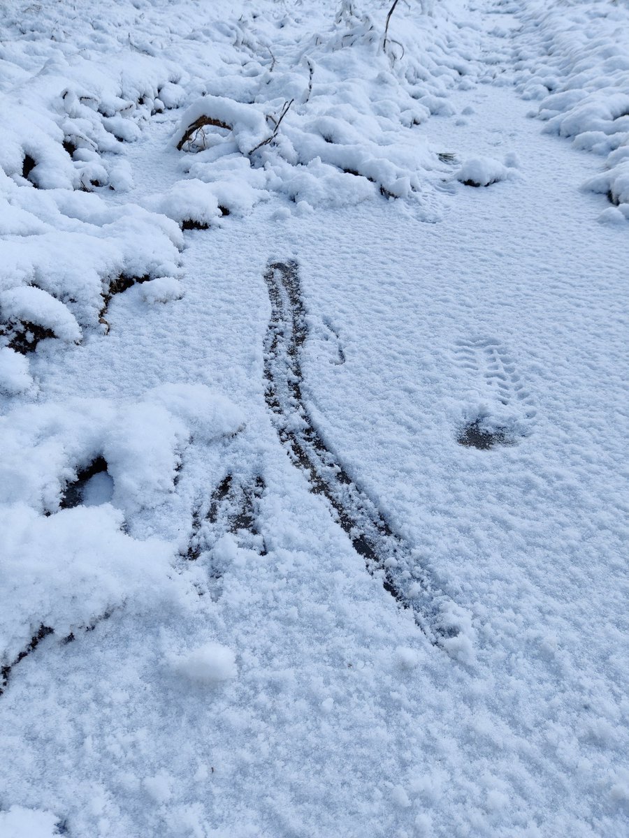 ewanecraig's tweet photo. Tracks in the snow hold a record not just of who has been passing through the woods, but of a particular moment in time. Like here, where a deer slipped on an icy puddle. https://t.co/6zDKMW6JeK