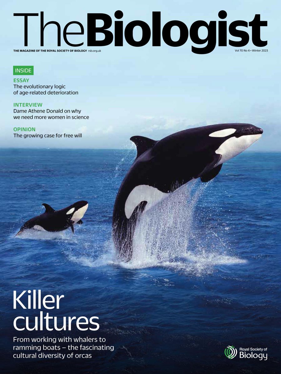 The latest issue of The Biologist is out this weekend! Our cover feature is on the amazing diversity of killer whale cultures - from orca pods that help whalers to those that ram boats. Plus: @WiringTheBrain on free will and @AtheneDonald on how to get more women in science