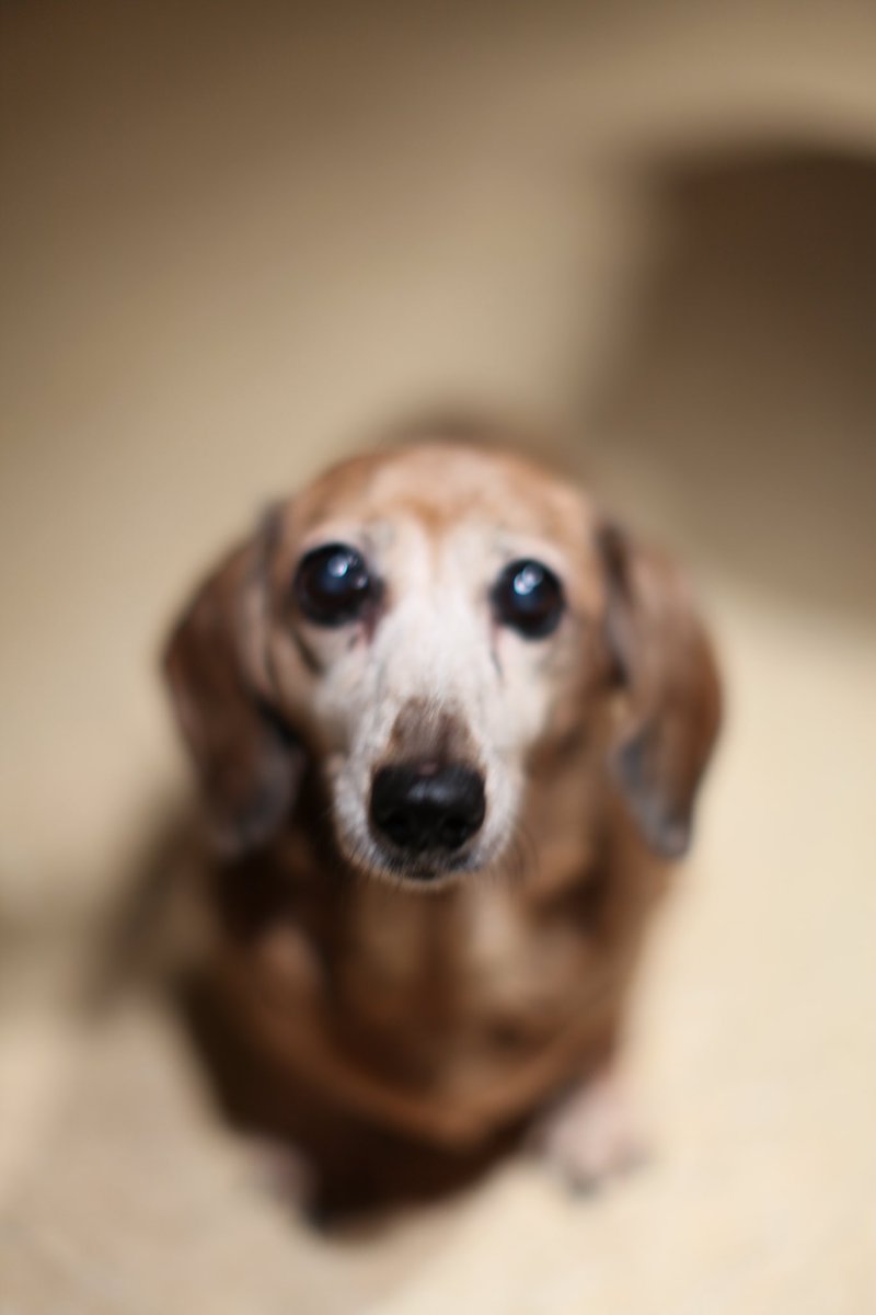 Randomness134's tweet photo. Thought we were going to lose this one tonight. I’m glad you hung on, Pumpkin! https://t.co/k0lZh5iswB