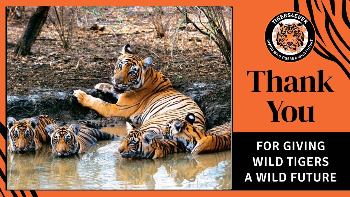 Tigers4Ever2010's tweet photo. Thank you to the Vanguard Charitable Fund for your kind donation which will keep an anti-poaching team protecting wild #Tigers for 5 weeks: https://t.co/Pl6mxU68Tn #FridayMotivation #SeasonOfGiving https://t.co/pdXiAdE1yI