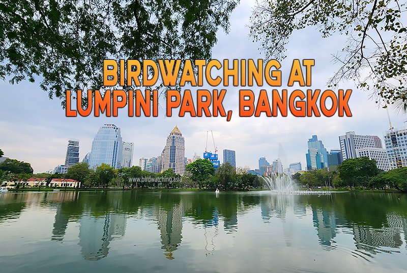 Birdwatching in Lumpini Park, Bangkok - bit.ly/3uSNXg7 #BangkokBirdwatching #Birdwatching #ThailandBirdwatching #bangkokbirds #birdsseenin2023 #birdphotography #birds