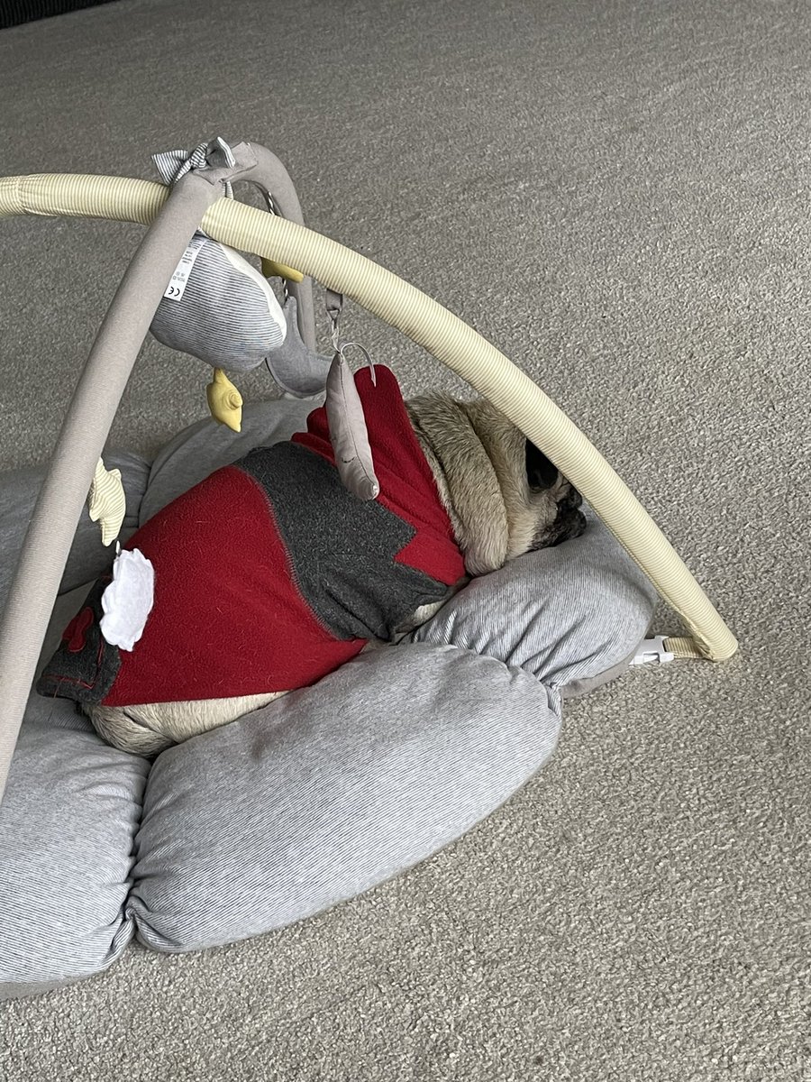 apugcalledpeggy's tweet photo. If it fits I sits ! ❤️ #pug #puglife #puglove 🎄#pugchat https://t.co/G2gl5tOBSn