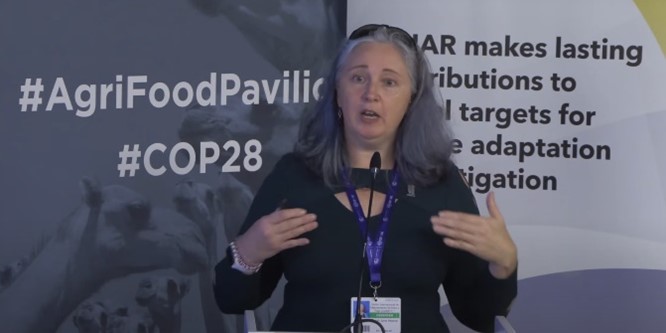 At #COP28 Sarah Hearne, <a href="/CIMMYT/">CIMMYT</a> director of Genetic Resources, talked about how genebank resources are used to develop new varieties for heat, drought &amp; pest tolerance to face tomorrow's climate problems. If you missed it: 
 📽️ bit.ly/3Nm1Zx5 or📃 bit.ly/487cT1H