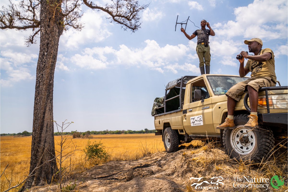 🐆 By tracking cheetahs across vast landscapes, @Pantheracats & @Nature_Africa are not only ensuring these big cats' safety but also guiding sustainable conservation strategies for the entire ecosystem. nature.org/en-us/about-us… 📸: © Sebastian Kennerknecht