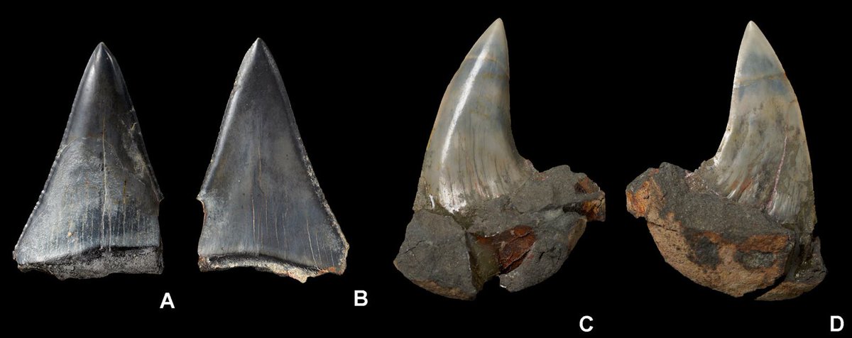 We've got two post for this #FossilFriday! Natural History Curator, Dr. Ehret, published a new paper on the first records of the extinct white sharks Carcharodon hubbelli and Carcharodon planus from the Miocene of New Zealand! Read the paper here: tandfonline.com/doi/full/10.10… 1/2