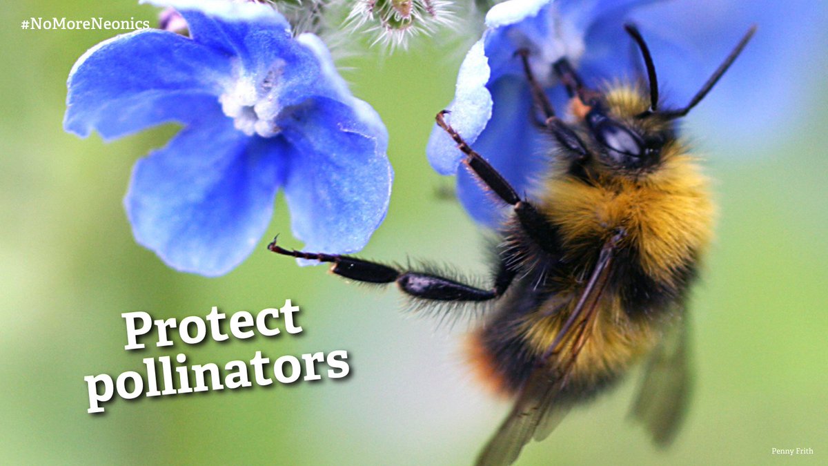 For the 4th year in a row, @DefraGovUK has been asked to allow use of a banned pesticide. 

1 tsp of this poison is enough to kill 1.25m bees. 🐝

Banned chemicals have no place in a #WilderFuture. ☠

Ask the Farming Minister to say #NoToNeonics 👉 wtru.st/yes-to-healthy…
