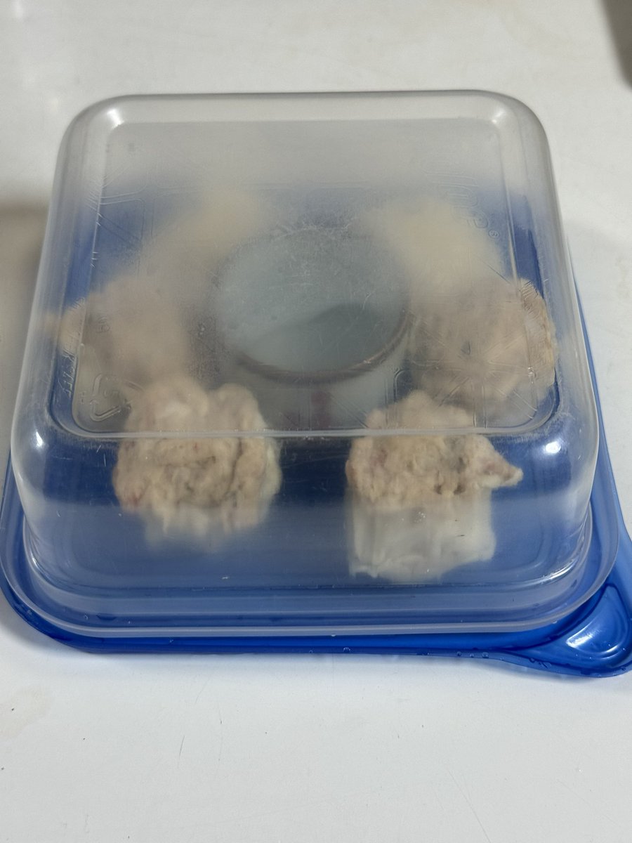 fumicado's tweet photo. チルド焼売とかをちょっと食べたいけど蒸すのめんどいとか蒸し器持ってないとかあるやん？
そういう時にはジップロックコンテナを使うとめちゃ楽なんやで☺️

・蓋にシュウマイを置いて、真ん中にお猪口などでお水を置く。
・コンテナ本体を被せて電子レンジで1〜2分。

これで蒸し立ての焼売になるよ☺️ https://t.co/gbxofM5R7e