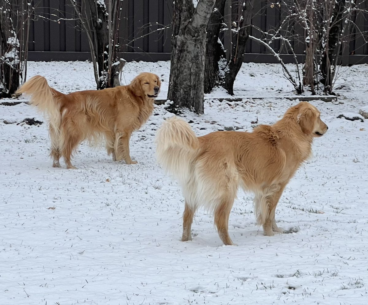 We had a little snow on Tuesday, but Momma said she had to save this pic for #FluffyButtFriday! BOL!! #doyouhearwhatihear, #doyouseewhatisee?😁