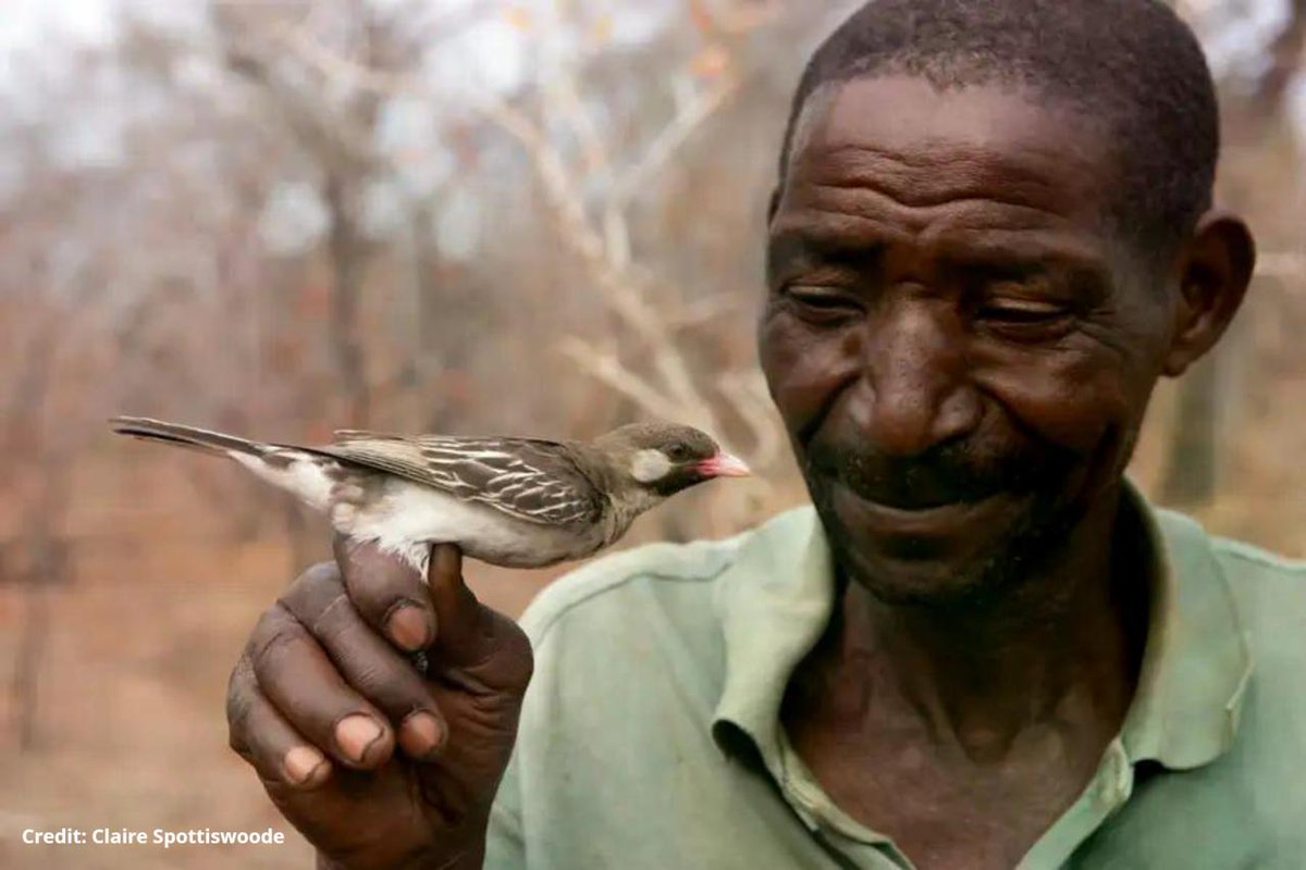 Hoe wilde vogels in het noorden van Mozambique samenwerken met de lokale bevolking in de gezamenlijke zoektocht naar honing > #wetenschapvandaag in het kort bnr.nl/podcast/wetens…