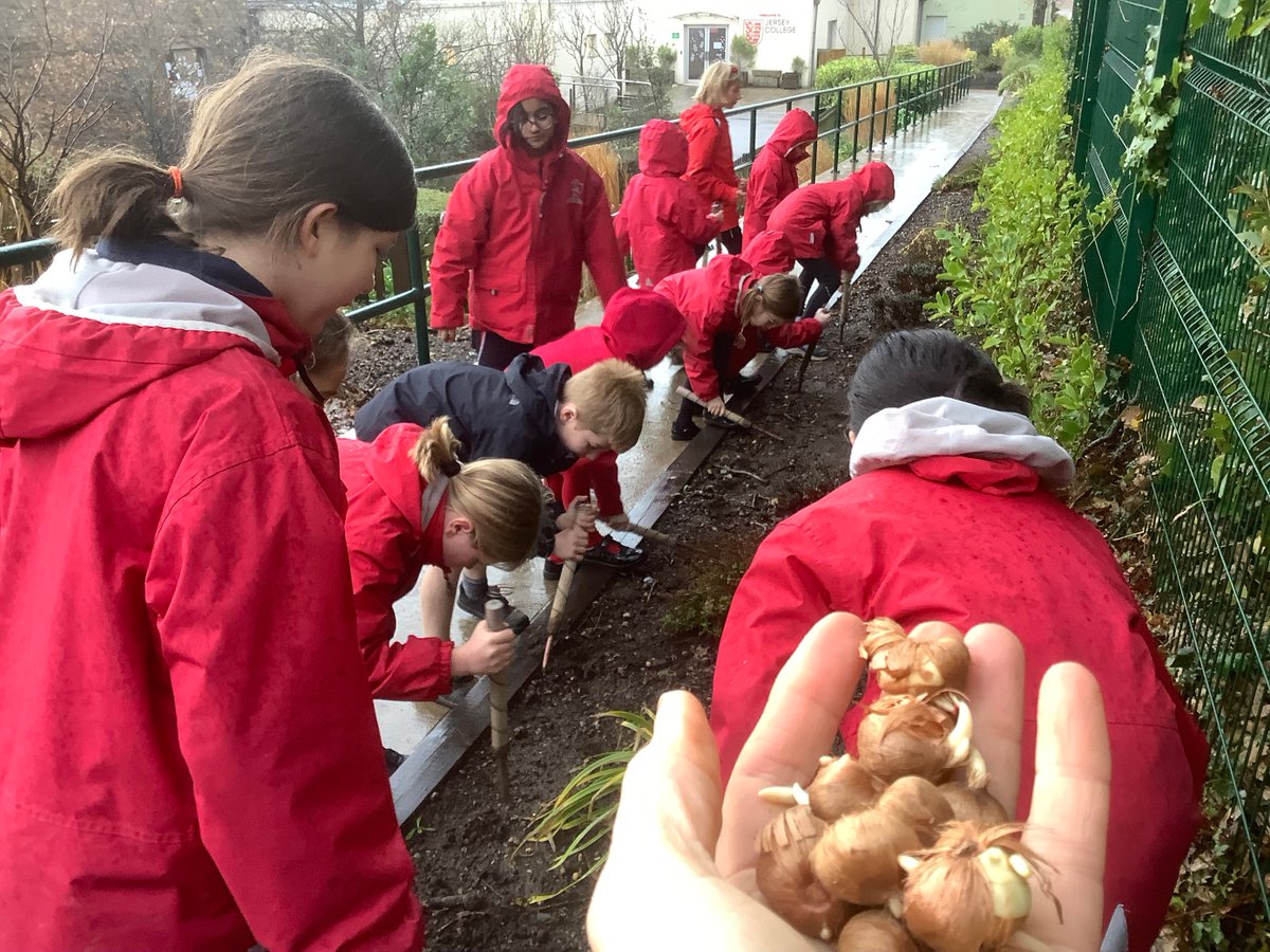 Our Eco Team have been very busy planting crocus corms around our school grounds. These were donated by the Rotary Club of Jersey and will flower in the spring to show our support for Purple4Polio!