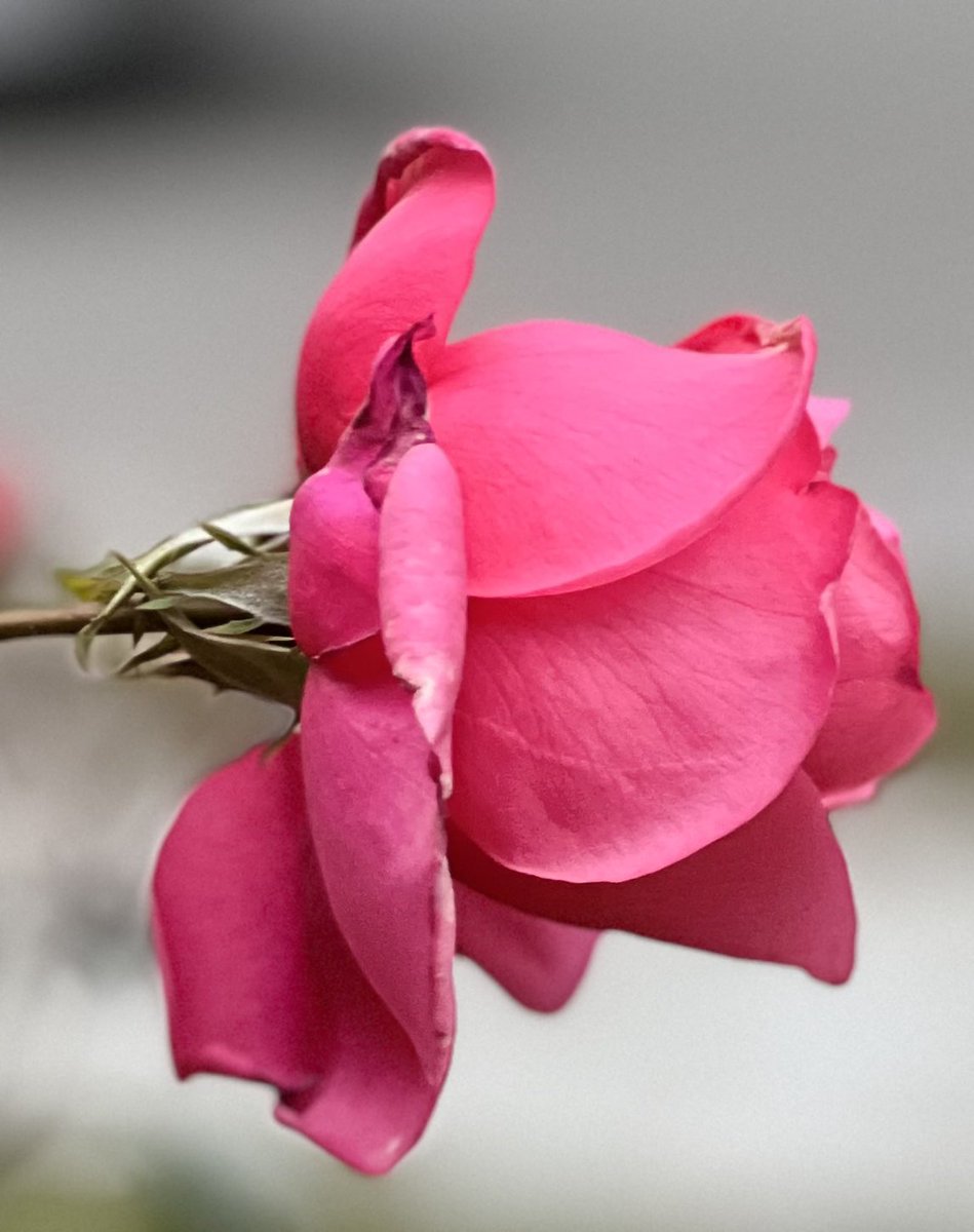 If you really want to know #love, forget about love, remember about #meditation. If you want to bring roses into your garden, forget about roses and take care of the rosebush. Give nourishment to it, water it, take care that it gets the right amount of sun, water…⬇️

#Osho