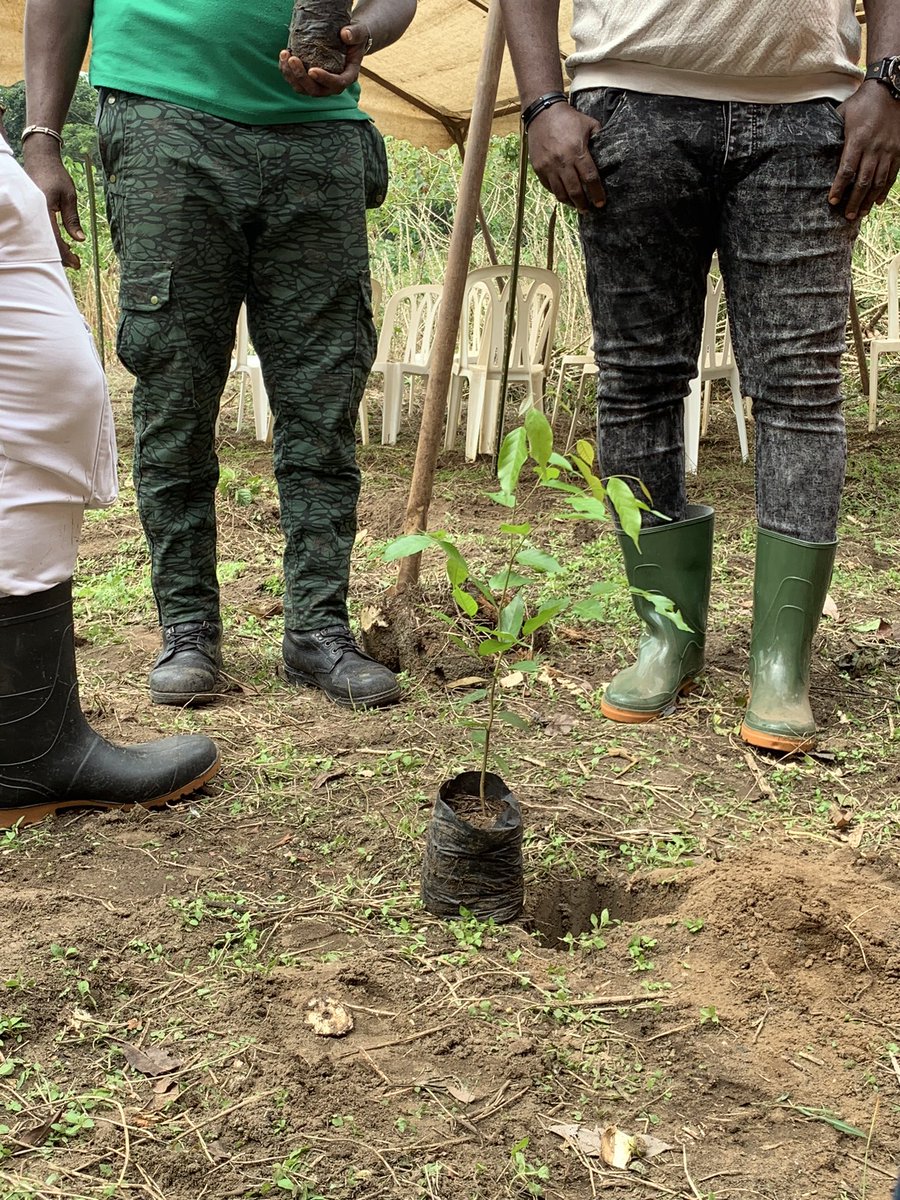CI_Orange's tweet image. Pour le planting, deux espèces d’arbres rouges seront utilisées : le Bois de Niangon et le Sao. Plus d’infos avec la @FondationYes et la #SODEFOR 👇👇

#OpérateurDigitalEngagé 
#PlantingArbres 
#TousEngagésPourLeClimat 
#OrangeRSE