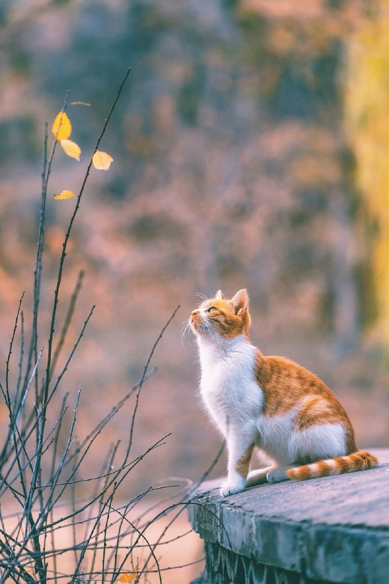 BioBio0909's tweet image. "Ta ngoảnh lại
Nhìn bản thân mình tan vỡ
Giữa thực tại 
Cho những kẻ khờ mộng mơ"