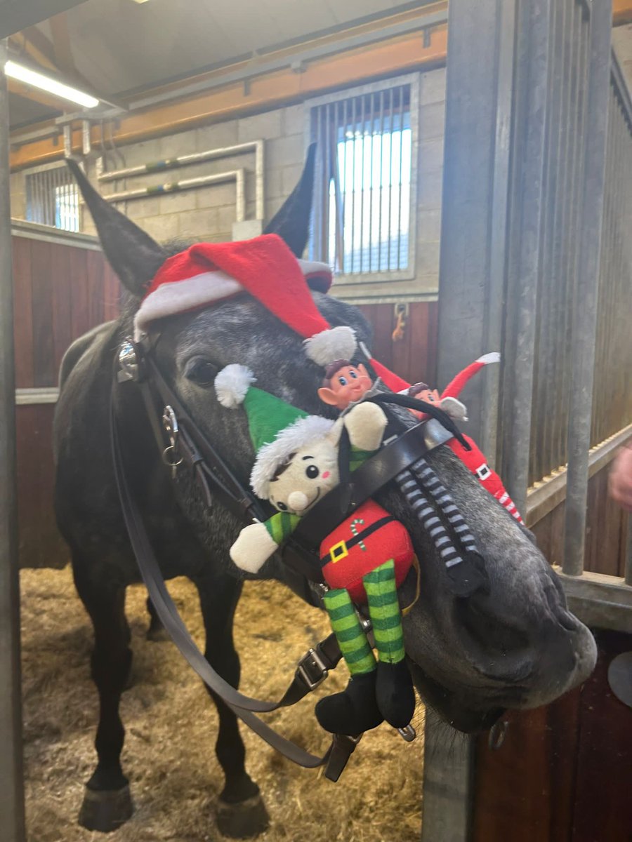PH Andy from Lewisham has today completed his Elf and Safety training! As well as getting in the festive spirit it shows how brave he is with things that some horses would not tolerate. Well done Andy. ^825CO