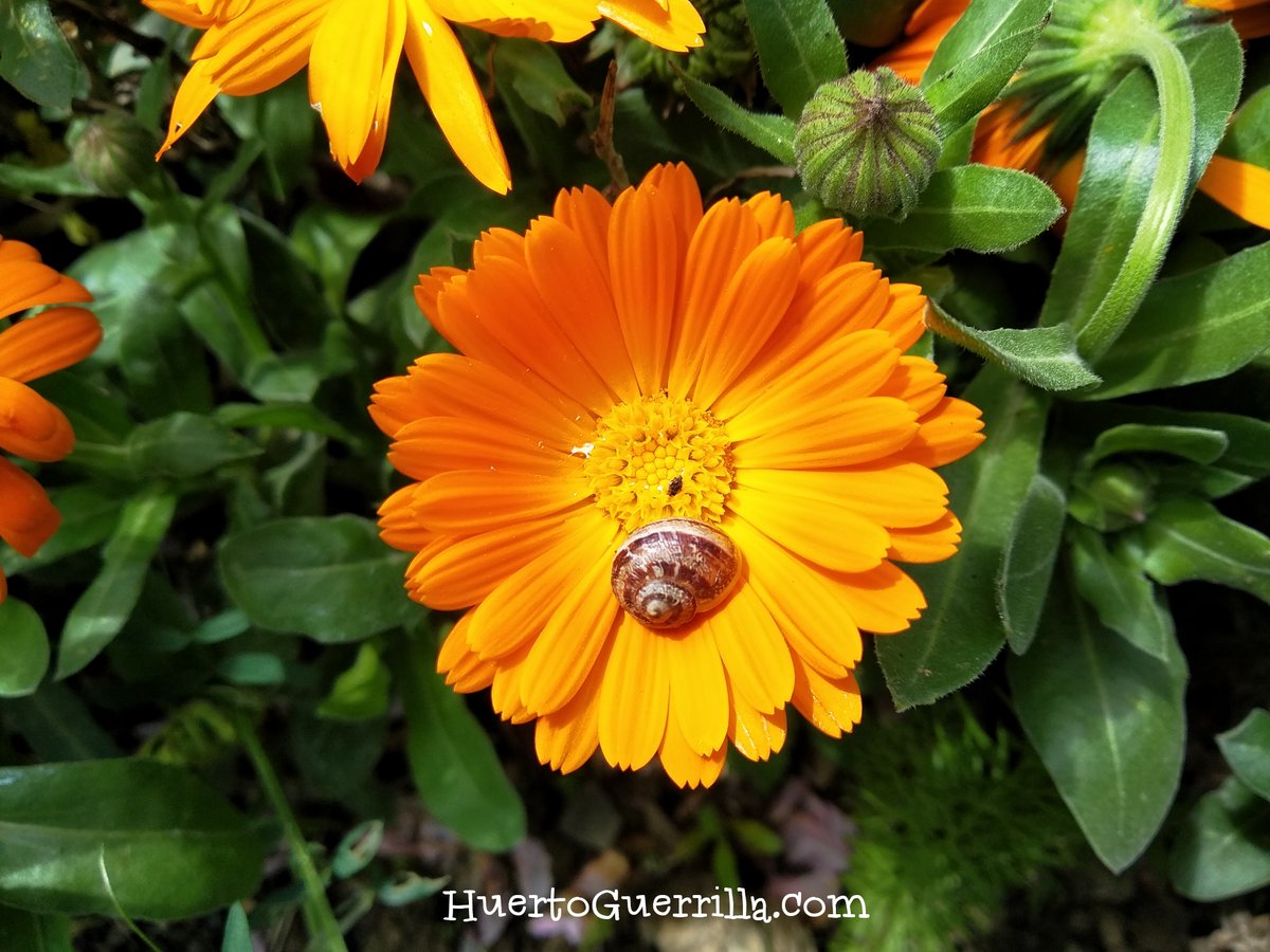 HuertoGuerrilla.com tweet media