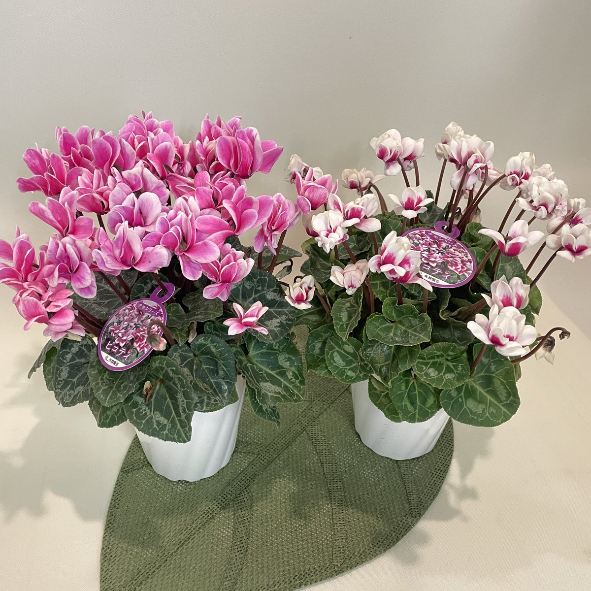 ariari878787's tweet photo. シクラメンの季節になりましたね✿
花言葉は「遠慮」「気後れ」「内気」「はにかみ」です😊
 #木更津花屋 #シクラメン https://t.co/A0sh6cyvV2