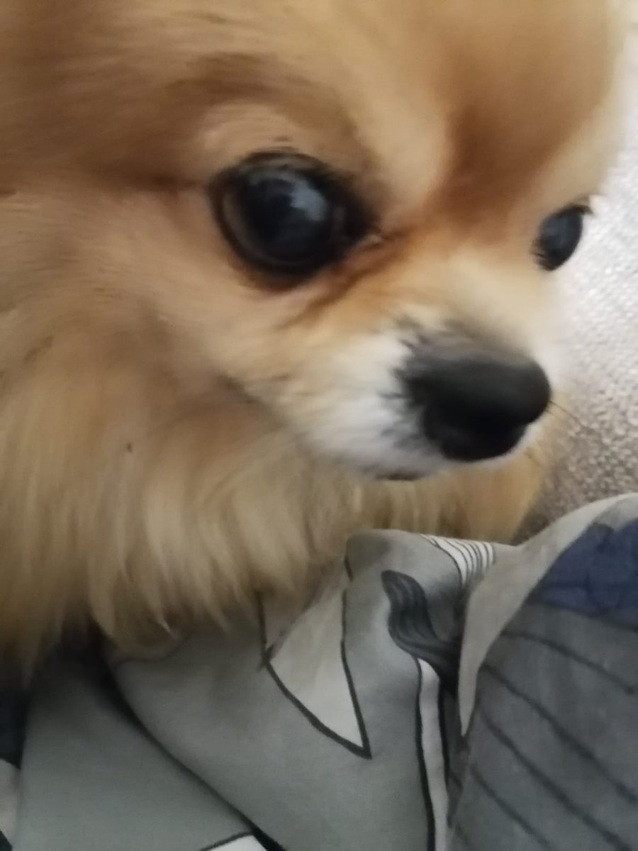 Tiina Isokalu Kekkonen tweet media