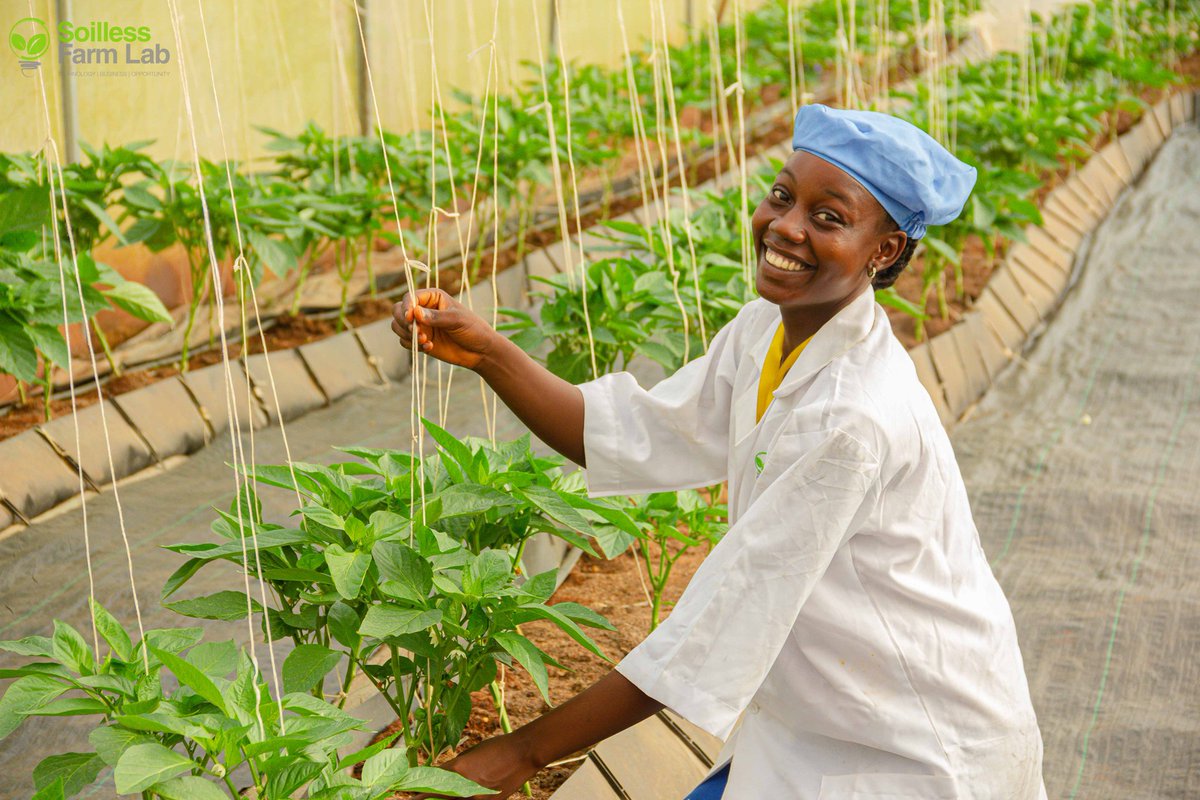 Samsonprolific's tweet photo. Middlemen | Aggregators | Market linkage

Dear Agripreneur,

The middlemen (or any other name you call them) are not your problem in agribusiness.

Every business thrives on the role of these people! 

Are we ready for this discussion?

#FarmerSamson #TheWizardFarmer https://t.co/aVnQGdxadw